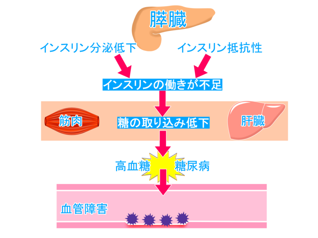 腎臓と泌尿器系